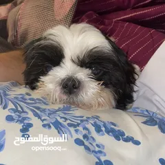  2 Shihtzu female dog for adoption