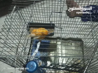  3 دير عصريه جزريه للبيع