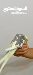  4 كوكتيل اليف لون رائع للبيع