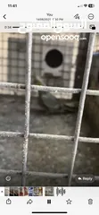  2 طيور كوكتيل