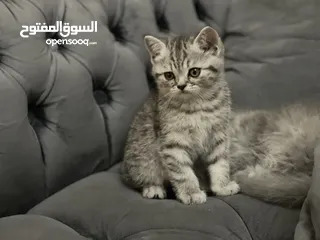  11 كتن سكوتش فولد و ستريت وام منتجه