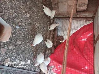  1 حجل ابيض شغال