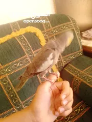  1 ببغاء كوكتيل اليف جدنننننن