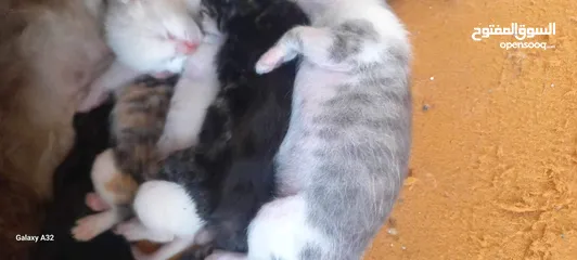  7 قطط شيرازي للبيع