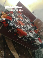  1 تخت حديد مجوز