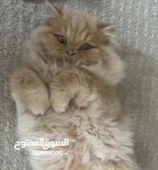  3 قط شانشلا ذكر للتزاوج