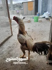  4 ست صيصان ألماني على حجازي من هالبزرة