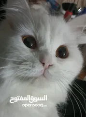  1 ذكر شيرازي معقم مع اغراضه و أكله
