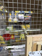  2 عصافير كنار وكوكتيل