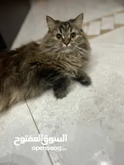  5 قطه للتبني Cat for adoption