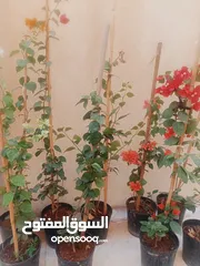  21 مشتل بيتي متوفر انواع زينة خارجية وداخلية والتوصيل بأسعار رمزية