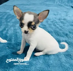  2 Rush Sale Pure Chihuahua Chihuahua for Loving Home  Serious  buyer only