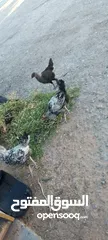  4 ديوك فيومي