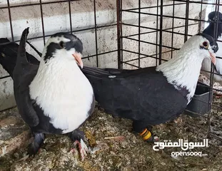  16 حمام الماني نخب جواز وفردات