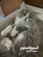  1 لونا النوع شيرازي هملايا انثى عمر شهرين