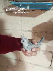  1 فراخ كوكتيل للزق اليدوي