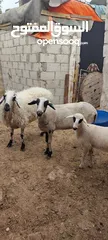  5 عنم قبرصي الاصلي