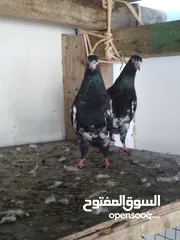  2 حمام باكستاني +دجاجه باكستانيه