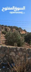  17 ارض زاعي سكني فلل