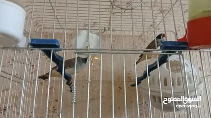  2 جوزين فنجز
