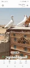  5 حمام للبيع