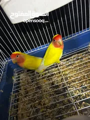  7 جوز روز لاتينو عين حمرة قابل للبدل تحتهم اربع بيضات مع قفص جديد وكوخ كبير جديد موجودات بالهاشمية