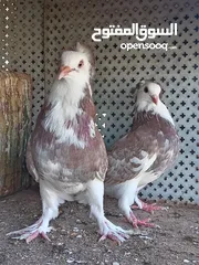  5 حمام للبيع