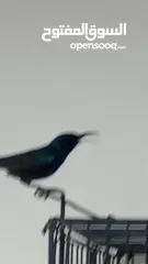  5 عصفور الطنان