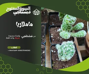  12 عروض رائعة على العصاريات الأروع . هناك نباتات اخرى وعروض اخرى تابعونا للمزيد