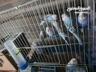  3 طيور حب بسعر منافس