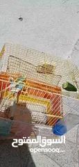  5 زوج من طيور الحب