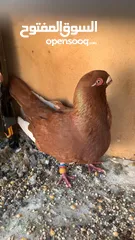  1 جواز و كش للبيع