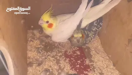  11 جوز كوكتيل على وجه بيض اغلب وقتهم بلكوخ
