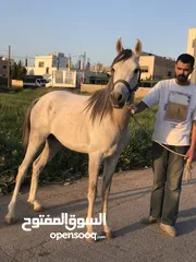  4 حصان عربي واهو