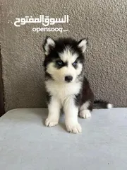  1 Siberian husky’s puppy