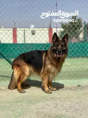  4 كلاب جيرمن شيبرد مدرب وغير مدرب