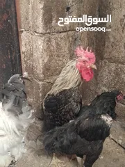  1 ثلاث ديوك بلدي