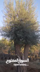  5 اشجار زيتون ونخيل عربي واشنطني