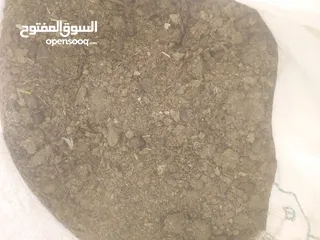  3 زبل غنم سماد للحدائق والاشجار نصف دينار