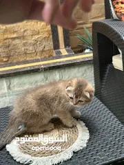  19 قطط سكوتش فولد وسكوتش ستريت للبيع اقرأ الوصف