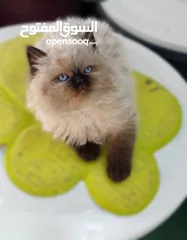  3 كتن  هملايا شوكلت بيور عمر شهرين ذكر وانثى