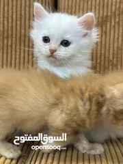  18 5 قطط هملايا للبيع – نابلس