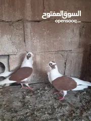  2 6 جواز شغالات للبيع اقراء الوصف قبل ماترن  كل جوز اله سعر؛او كوم ع 5 الجوز
