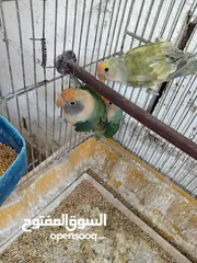 25 طور روز  ألوان بتجنن الله يبارك لصاحب النصيب. روز البينو عين حمرا. البينو بيور من انناحي