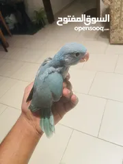  2 Baby Ring Neck Parrot For Sale