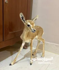  1 غزال الريم انثئ