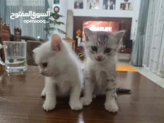  5 Cute kittens