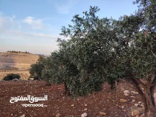  15 مزرعة لقطة مميزة مشجرة جرش دحل مساحة 3دونمات ونصف