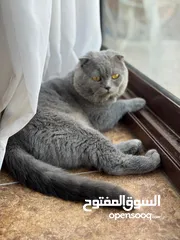  3 قطة سكوتر فولد