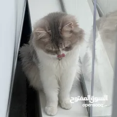  4 للتبني قطه شيرازيه العمر 6 سنوات ( صغيره الحجم )